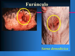 Sarna demodécicaForma pustularSarna roja en un Bull Terrier.Foma generalizada en un samoyedo.