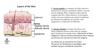 Histología de la piel - Unidad 15. Segundo año | PPTX