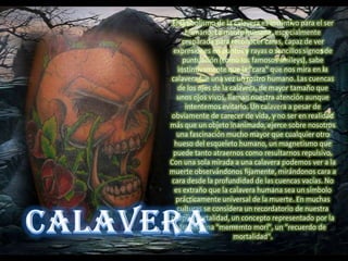 El simbolismo de la calavera es instintivo para el ser
      humano. La mente humana, especialmente
     preparada para reconocer caras, capaz de ver
 expresiones en puntos y rayas o sencillos signos de
     puntuación (como los famosos smileys), sabe
   instintivamente que la "cara" que nos mira en la
calavera fue una vez un rostro humano. Las cuencas
   de los ojos de la calavera, de mayor tamaño que
   unos ojos vivos, llaman nuestra atención aunque
      intentemos evitarlo. Un calavera a pesar de
obviamente de carecer de vida, y no ser en realidad
más que un objeto inanimado, ejerce sobre nosotros
   una fascinación mucho mayor que cualquier otro
  hueso del esqueleto humano, un magnetismo que
 puede tanto atraernos como resultarnos repulsivo.
Con una sola mirada a una calavera podemos ver a la
muerte observándonos fijamente, mirándonos cara a
 cara desde la profundidad de las cuencas vacías. No
  es extraño que la calavera humana sea un símbolo
  prácticamente universal de la muerte. En muchas
   culturas se considera un recordatorio de nuestra
propia mortalidad, un concepto representado por la
    frase latina "mememto mori", un "recuerdo de
                      mortalidad".
 