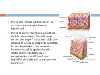  Pielea este formată din trei straturi: la
exterior epiderma, apoi derma și
hipodermul.
 Pielea pe care o vedem este, de fapt, un
strat de celule moarte denumit stratul
cornos; este etapa fi nală a unui ciclu care
durează 28 de zile și începe sub suprafață,
la nivelul epidermei, care cuprinde
keratinocite, celule epidermice vii și
stratul cornos. Epiderma are o
componentă rezistentă la apă care
împiedică absorbția apei ca un burete de
către piele.
 