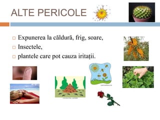 ALTE PERICOLE
 Expunerea la căldură, frig, soare,
 Insectele,
 plantele care pot cauza iritații.
 