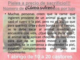 ¿Cómo sufren?
• Muchas personas creen que la carne que
  ingieren proviene de un animal al que se le
  sacó el cuero o la piel, pero no es así, ya que
  para que esta sirva y dure bonita en el tiempo,
  se le debe sacar al animal mientras se
  encuentra con vida, ¿Qué quiere decir esto?,
  al animal se le aplican choques de corrientes
  para que no se pueda mover y así, con
  cuchillos, se le comienza a desprender la piel,
  estando completamente vivo, pero sin
  movimiento.
 