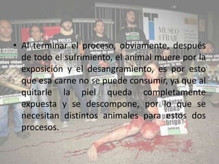 • Al terminar el proceso, obviamente, después
  de todo el sufrimiento, el animal muere por la
  exposición y el desangramiento, es por esto
  que esa carne no se puede consumir, ya que al
  quitarle la piel queda completamente
  expuesta y se descompone, por lo que se
  necesitan distintos animales para estos dos
  procesos.
 