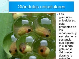 Glándulas unicelulares
 Las
glándulas
unicelulares,
están
presentes en
los
renacuajos, y
secretan una
sustancia
que digiere
la cubierta
gelatinosa
del huevo
durante la
 