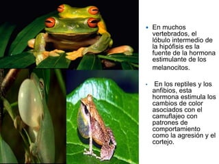  En muchos
vertebrados, el
lóbulo intermedio de
la hipófisis es la
fuente de la hormona
estimulante de los
melanocitos.
• En los reptiles y los
anfibios, esta
hormona estimula los
cambios de color
asociados con el
camuflajeo con
patrones de
comportamiento
como la agresión y el
cortejo.
 