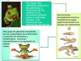  Un rasgo más
relevante respecto a
las glándulas y
hormonas de los
anfibios es la
tremenda similitud
entre su glándula
tiroides y las
hormonas que
secreta de los demás
grupos de
vertebrados.
Otro grupo de glándulas importantes
son las responsables de la fabricación
y secreción de adrenalina y
noradrenalina, hormonas
importantísimas en la regulación de
prácticamente todas las funciones
vitales.
Sus hormonas,
principalmente tiroxina y
triyodotironina juegan
papel fundamental en el
proceso de metamorfosis
 
