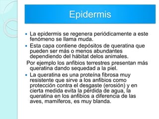 Epidermis
 La epidermis se regenera periódicamente a este
fenómeno se llama muda.
 Esta capa contiene depósitos de queratina que
pueden ser más o menos abundantes
dependiendo del hábitat delos animales.
Por ejemplo los anfibios terrestres presentan más
queratina dando sequedad a la piel.
 La queratina es una proteína fibrosa muy
resistente que sirve a los anfibios como
protección contra el desgaste (erosión) y en
cierta medida evita la pérdida de agua, la
queratina en los anfibios a diferencia de las
aves, mamíferos, es muy blanda.
 