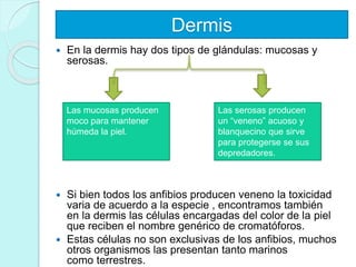 Dermis
 En la dermis hay dos tipos de glándulas: mucosas y
serosas.
 Si bien todos los anfibios producen veneno la toxicidad
varia de acuerdo a la especie , encontramos también
en la dermis las células encargadas del color de la piel
que reciben el nombre genérico de cromatóforos.
 Estas células no son exclusivas de los anfibios, muchos
otros organismos las presentan tanto marinos
como terrestres.
Las mucosas producen
moco para mantener
húmeda la piel.
Las serosas producen
un “veneno” acuoso y
blanquecino que sirve
para protegerse se sus
depredadores.
 