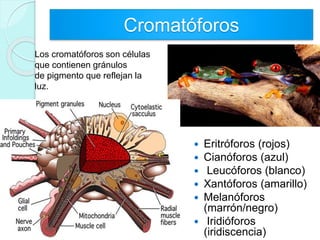 Cromatóforos
 Eritróforos (rojos)
 Cianóforos (azul)
 Leucóforos (blanco)
 Xantóforos (amarillo)
 Melanóforos
(marrón/negro)
 Iridióforos
(iridiscencia)
Los cromatóforos son células
que contienen gránulos
de pigmento que reflejan la
luz.
 