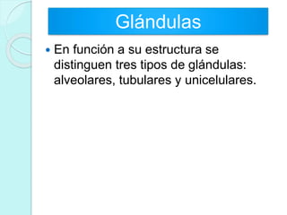  En función a su estructura se
distinguen tres tipos de glándulas:
alveolares, tubulares y unicelulares.
Glándulas
 