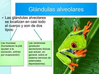 Glándulas alveolares
 Las glándulas alveolares
se localizan en casi todo
el cuerpo y son de dos
tipos:
Las mucosas
(humedecen la piel,
ayudan a la
excreción, enfrían
por evaporación)
Las venenosas
(producen
secreciones tóxicas
que actúan, en
general, sobre el
sistema nervioso de
potenciales
depredadores).
 