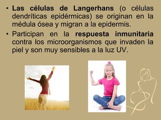 • Las células de Langerhans (o células
dendríticas epidérmicas) se originan en la
médula ósea y migran a la epidermis.
• Participan en la respuesta inmunitaria
contra los microorganismos que invaden la
piel y son muy sensibles a la luz UV.
 