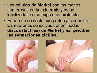 • Las células de Merkel son las menos
numerosas de la epidermis y están
localizadas en su capa mas profunda.
• Entran en contacto con prolongaciones de
las neuronas sensitivas denominadas
discos (táctiles) de Merkel y así perciben
las sensaciones táctiles.
 