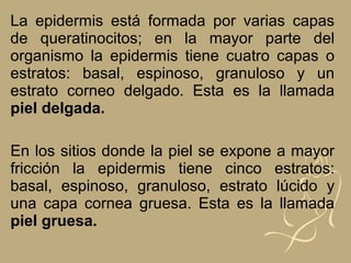 La epidermis está formada por varias capas
de queratinocitos; en la mayor parte del
organismo la epidermis tiene cuatro capas o
estratos: basal, espinoso, granuloso y un
estrato corneo delgado. Esta es la llamada
piel delgada.
En los sitios donde la piel se expone a mayor
fricción la epidermis tiene cinco estratos:
basal, espinoso, granuloso, estrato lúcido y
una capa cornea gruesa. Esta es la llamada
piel gruesa.
 