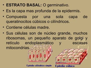 • ESTRATO BASAL: O germinativo.
• Es la capa mas profunda de la epidermis.
• Compuesta por una sola capa de
queratinocitos cúbicos o cilíndricos.
• Contiene células madre.
• Sus células son de núcleo grande, muchos
ribosomas, un pequeño aparato de golgi y
retículo endoplasmático y escasas
mitocondrias.
 