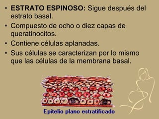 • ESTRATO ESPINOSO: Sigue después del
estrato basal.
• Compuesto de ocho o diez capas de
queratinocitos.
• Contiene células aplanadas.
• Sus células se caracterizan por lo mismo
que las células de la membrana basal.
 