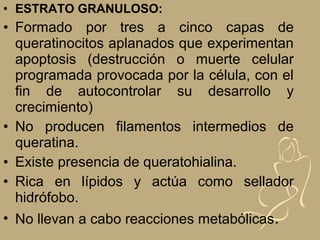 • ESTRATO GRANULOSO:
• Formado por tres a cinco capas de
queratinocitos aplanados que experimentan
apoptosis (destrucción o muerte celular
programada provocada por la célula, con el
fin de autocontrolar su desarrollo y
crecimiento)
• No producen filamentos intermedios de
queratina.
• Existe presencia de queratohialina.
• Rica en lípidos y actúa como sellador
hidrófobo.
• No llevan a cabo reacciones metabólicas.
 