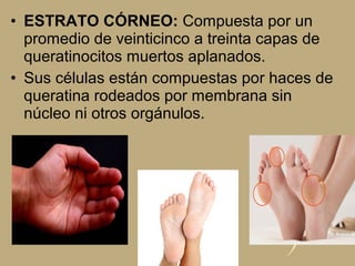 • ESTRATO CÓRNEO: Compuesta por un
promedio de veinticinco a treinta capas de
queratinocitos muertos aplanados.
• Sus células están compuestas por haces de
queratina rodeados por membrana sin
núcleo ni otros orgánulos.
 
