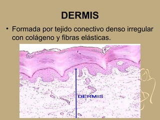 DERMIS
• Formada por tejido conectivo denso irregular
con colágeno y fibras elásticas.
 