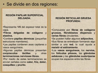 • Se divide en dos regiones:
REGIÓN PAPILAR SUPERFICIAL
DELGADA:
•Representa 1/5 del espesor total de la
capa.
•Fibras delgadas de colágeno y
elastina.
•Contiene papilas dérmicas (pequeñas
estructuras mamilares).
•Las papilas contienen asas capilares o
vasos sanguíneos.
•Algunas papilas dérmicas presentan
corpúsculos táctiles y otras
terminaciones nerviosas libres.
•Por medio de estas terminaciones se
envían señales como calor, frío, dolor,
cosquilleo y prurito.
REGIÓN RETICULAR GRUESA
PROFUNDA:
•Compuesta por fibras de colágeno
gruesas, fibroblastos dispersos y
varias fibras circulantes.
•Se pueden hallar algunos adipocitos.
•Sus fibras se entrelazan formando algo
similar a una red; lo cual ayuda a
resistir el estiramiento.
•Los vasos sanguíneos, los nervios,
los folículos pilosos, las glándulas
sebáceas y las glándulas sudoríparas
ocupan los espacios entre las fibras.
 