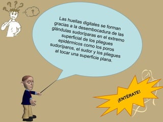 ¡ENTÉRATE!
Las huellas digitales se forman
gracias a la desembocadura de las
glándulas sudoríparas en el extremo
superficial de los pliegues
epidérmicos como los poros
sudoríparos, el sudor y los pliegues
al tocar una superficie plana.
 