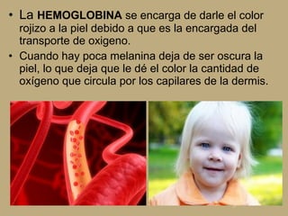 • La HEMOGLOBINA se encarga de darle el color
rojizo a la piel debido a que es la encargada del
transporte de oxigeno.
• Cuando hay poca melanina deja de ser oscura la
piel, lo que deja que le dé el color la cantidad de
oxígeno que circula por los capilares de la dermis.
 