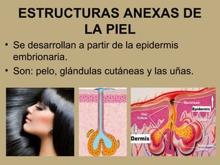 ESTRUCTURAS ANEXAS DE
LA PIEL
• Se desarrollan a partir de la epidermis
embrionaria.
• Son: pelo, glándulas cutáneas y las uñas.
 