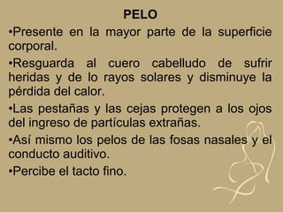 PELO
•Presente en la mayor parte de la superficie
corporal.
•Resguarda al cuero cabelludo de sufrir
heridas y de lo rayos solares y disminuye la
pérdida del calor.
•Las pestañas y las cejas protegen a los ojos
del ingreso de partículas extrañas.
•Así mismo los pelos de las fosas nasales y el
conducto auditivo.
•Percibe el tacto fino.
 