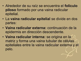 • Alrededor de su raíz se encuentra el folículo
piloso formado por una vaina radicular
epitelial.
• La vaina radicular epitelial se divide en dos
partes:
• Vaina radicular externa: continuación de la
epidermis en dirección descendente.
• Vaina radicular interna: se origina en la
matriz y forma una vaina tubular de células
epiteliales entre la vaina radicular externa y el
pelo.
 