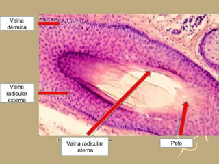 Vaina
dérmica
Vaina
radicular
externa
Vaina radicular
interna
Pelo
 