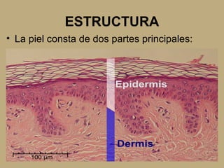 ESTRUCTURA
• La piel consta de dos partes principales:
EPIDERMIS:
-Es la porción superficial de la piel y la
más delgada.
-Compuesta por tejido epitelial.
-Es avascular.
DERMIS:
-Compuesta por tejido conectivo
-Capa mas gruesa
-Vascularizada
 