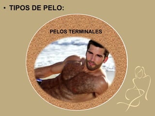 • TIPOS DE PELO:
LANUGOVELLOSPELOS TERMINALES
 