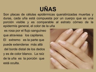 UÑAS
Son placas de células epidérmicas queratinizadas muertas y
duras, cada uña está compuesta por un cuerpo que es una
porción visible y es comparable al estrato córneo de la
epidermis general, el color de la uña
es rosa por el flujo sanguíneo
que atraviesa los capilares.
El extremo es la parte que
puede extenderse más allá
del borde distal de los dedos
y es de color blanco. La raíz
de la uña es la porción que
está oculta.
 