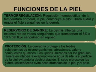 FUNCIONES DE LA PIEL
 
