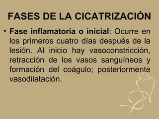 FASES DE LA CICATRIZACIÓN
• Fase inflamatoria o inicial: Ocurre en
los primeros cuatro días después de la
lesión. Al inicio hay vasoconstricción,
retracción de los vasos sanguíneos y
formación del coágulo; posteriormente
vasodilatación.
 