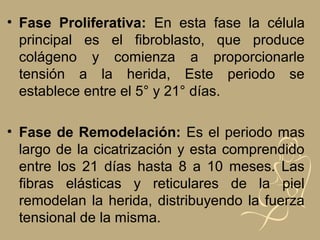 • Fase Proliferativa: En esta fase la célula
principal es el fibroblasto, que produce
colágeno y comienza a proporcionarle
tensión a la herida, Este periodo se
establece entre el 5° y 21° días.
• Fase de Remodelación: Es el periodo mas
largo de la cicatrización y esta comprendido
entre los 21 días hasta 8 a 10 meses. Las
fibras elásticas y reticulares de la piel
remodelan la herida, distribuyendo la fuerza
tensional de la misma.
 
