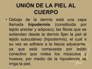 UNIÓN DE LA PIEL AL
CUERPO
• Debajo de la dermis está una capa
llamada hipodermis (constituida por
tejido areolar y adiposo); las fibras que se
extienden desde la dermis fijan la piel al
tejido subcutáneo (hipodermis), el cual a
su vez se adhiere a la fascia adyacente,
ya que está compuesta por tejido
conectivo que rodea los músculos y
huesos, por medio de la hipodermis se
irriga la piel.
 