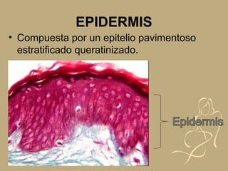 EPIDERMIS
• Compuesta por un epitelio pavimentoso
estratificado queratinizado.
 