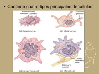 • Contiene cuatro tipos principales de células:
 