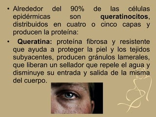 • Alrededor del 90% de las células
epidérmicas son queratinocitos,
distribuidos en cuatro o cinco capas y
producen la proteína:
• Queratina: proteína fibrosa y resistente
que ayuda a proteger la piel y los tejidos
subyacentes, producen gránulos lamerales,
que liberan un sellador que repele el agua y
disminuye su entrada y salida de la misma
del cuerpo.
 