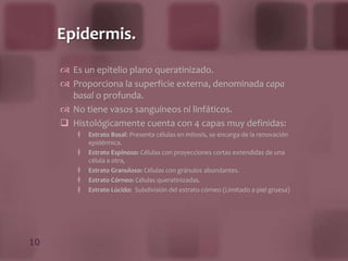 Permanentes: Se forman por papilas  de la dermis, son principalmente visibles en la palma de las manos y planta de los pies, donde forman curvas concéntricas dispuestas en cierto número de tipos.