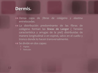 Interpapilares: separan hileras de papilas.