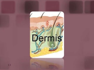 Pliegues musculares: producidos por los músculos subyacentes.