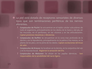 Pliegues seniles: arrugas propias de la vejez.