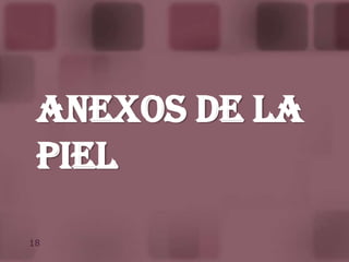 De las glándulas sebáceas y sudoríparas: dan paso, primero a la materia sebácea, y segundo al sudor.Cara Profunda.En relación con el tejido celular subcutáneo. 