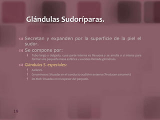 Está surcada de aréolas, ocupadas por glándulas sudoríparas y pelotones adiposos.Formaciones subcutáneas.Panículo celuadiposo: Se dispone en una hoja conjuntiva superficial, hoja conjuntiva profunda o aponeurótica, y entre ambas una capa adiposa.