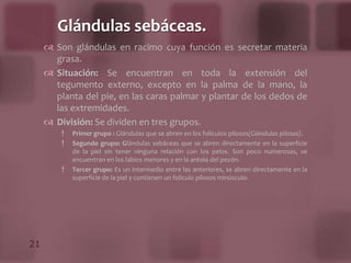 Músculos cutáneos: En ciertos puntos, la piel descansa sobre formaciones musculares que pertenecen al sistema muscular estriado (Cutáneos de cara y cuello) o al sistema muscular liso (músculo subalréolar)
