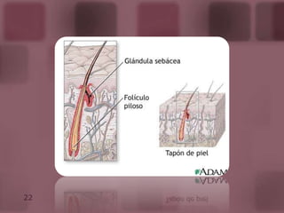 Composición anatómica: Consta de dos capas, explicadas a continuación.Capas de la piel.