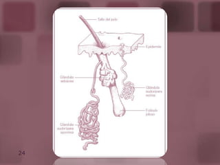 Epidermis.Es un epitelio plano queratinizado.
