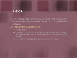 Proporciona la superficie externa, denominada capa basal o profunda.